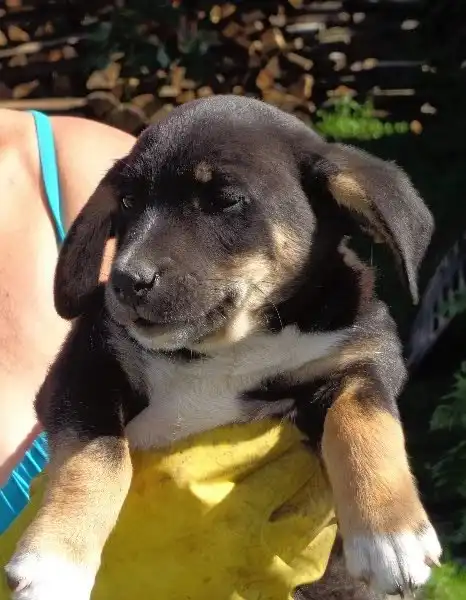 Очаровательные щенки от некрупной собачки ищут дом