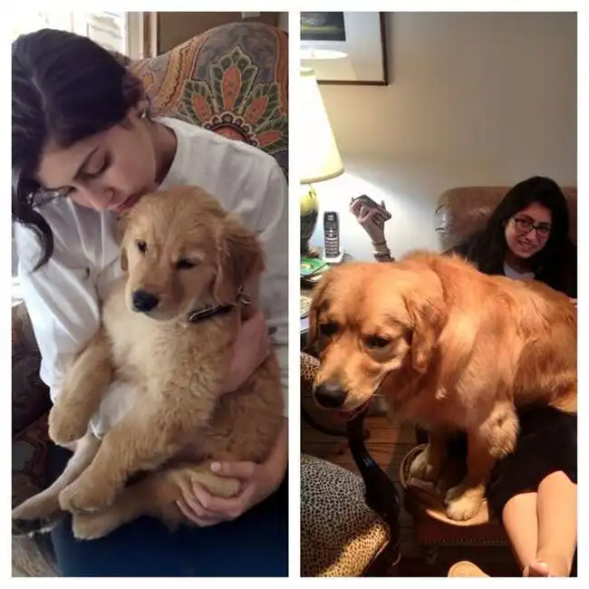 Домашние животные: тогда и сейчас