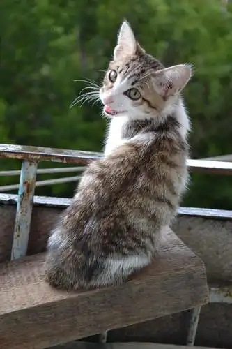 Кисонька Маруся, примерно 2-3 месяца ищет семью!