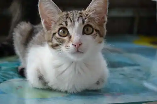 Кисонька Маруся, примерно 2-3 месяца ищет семью!