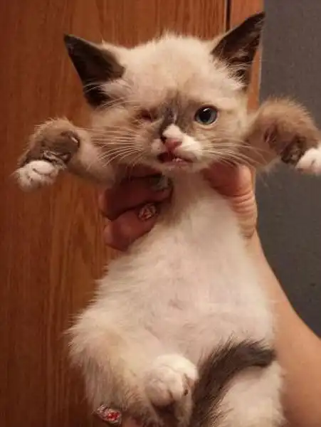 Одноглазый Сэр Стаффингтон - настоящий кошачий пират