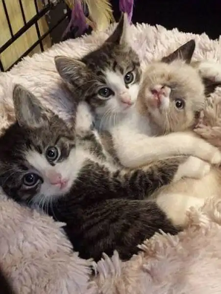 Одноглазый Сэр Стаффингтон - настоящий кошачий пират