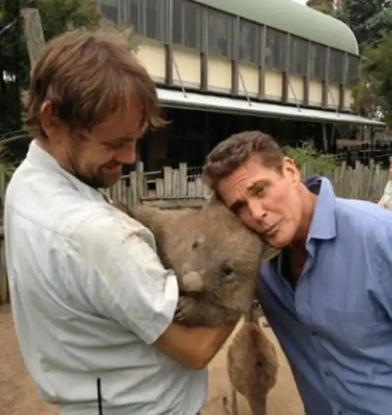 Самый старый вомбат в мире