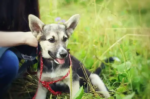 отдам щенка