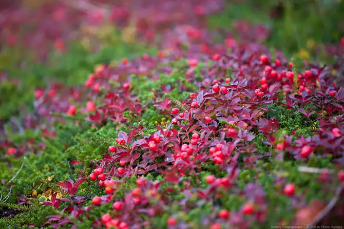 Осень на Кольском полуострове