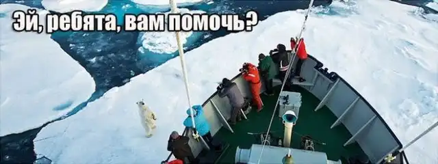 Правда о белых медведях