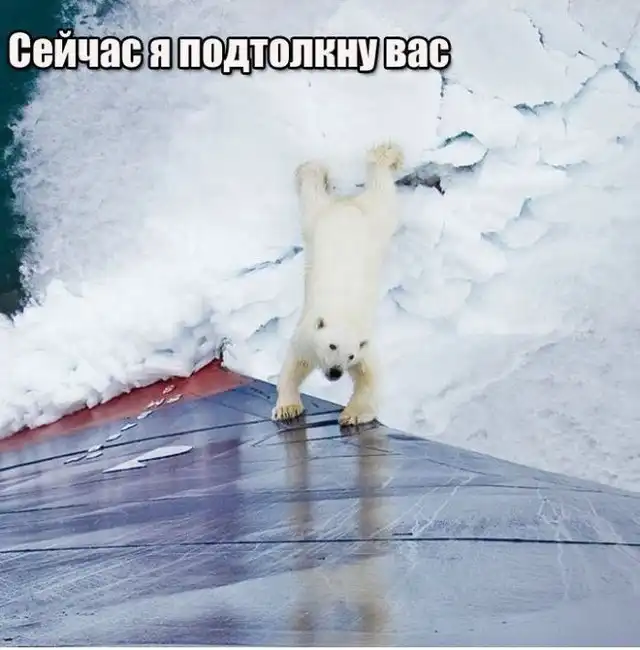 Правда о белых медведях