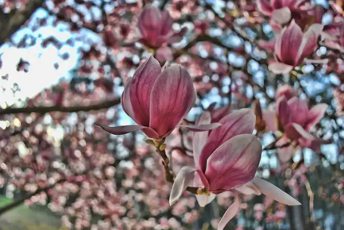 HDR — фантастика