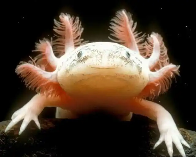 ТОП-10 невероятных способностей и умений животных