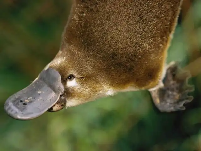 ТОП-10 невероятных способностей и умений животных