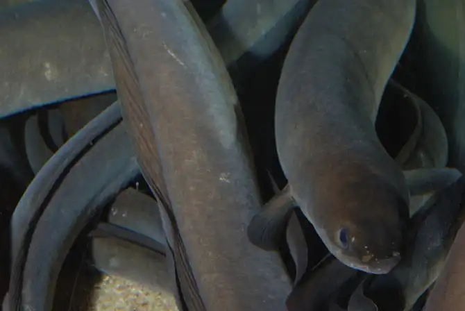 12 самых противных животных в мире