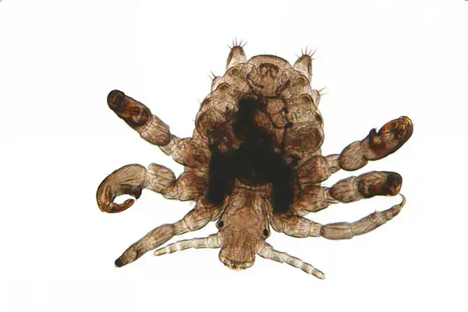 12 самых противных животных в мире