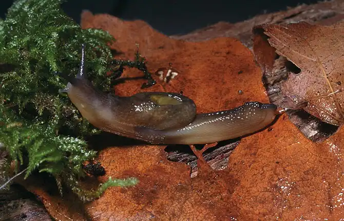 12 самых противных животных в мире