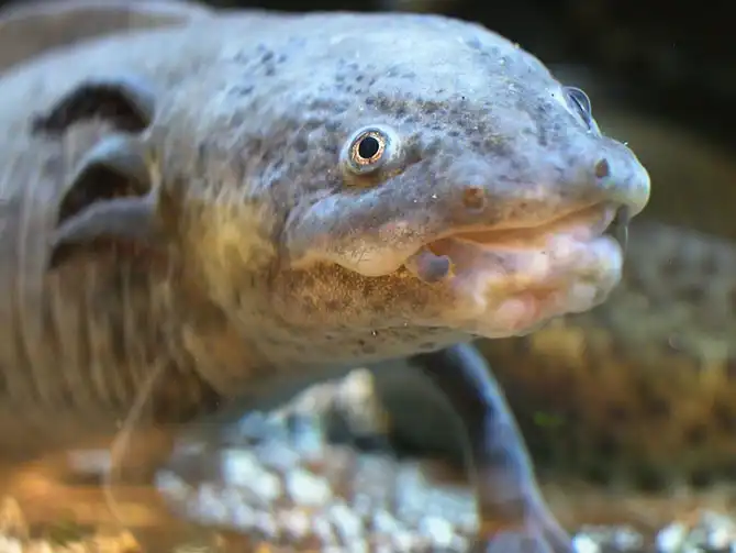 12 самых противных животных в мире