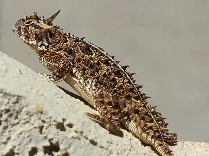 12 самых противных животных в мире