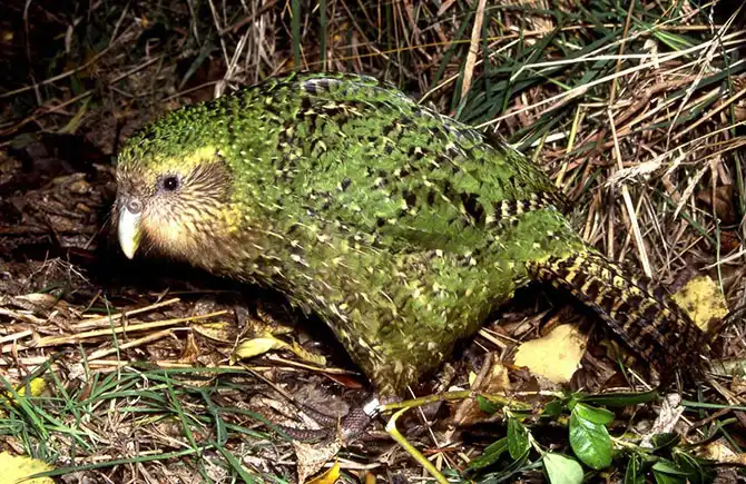 12 самых противных животных в мире