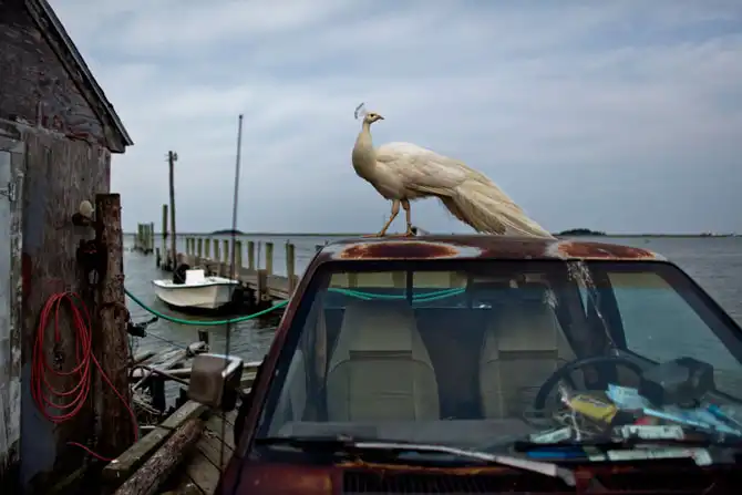 Последний населённый остров штата Мэриленд