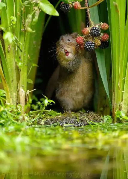 Эти забавные животные