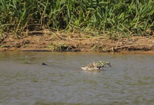 Необычная схватка ягуара и аллигатора