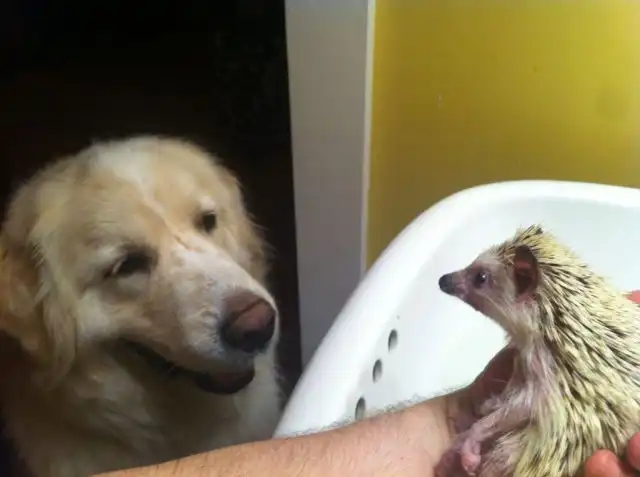 Эти забавные животные