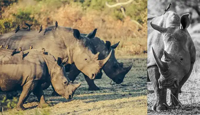 Лучшие сафари отели во всей Африке