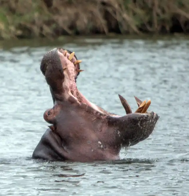 Лучшие сафари отели во всей Африке