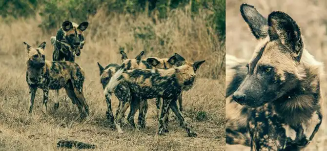 Лучшие сафари отели во всей Африке