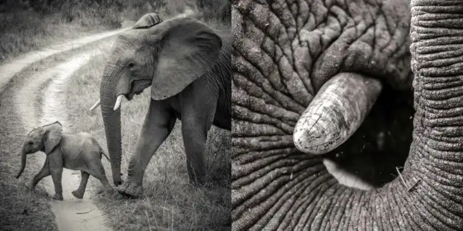 Лучшие сафари отели во всей Африке