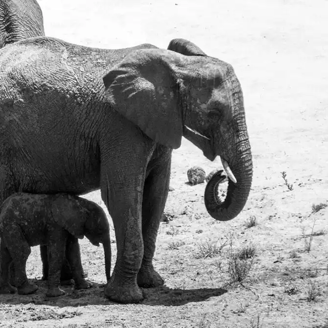 Лучшие сафари отели во всей Африке