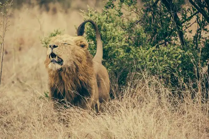 Лучшие сафари отели во всей Африке