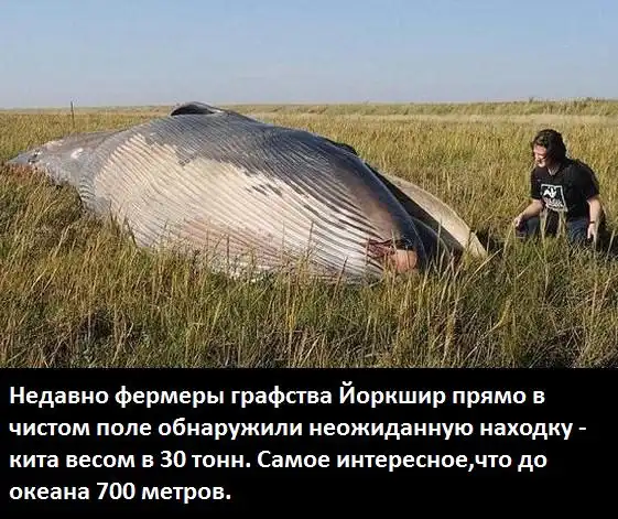 Разнообразная подборка =) Улыбок!