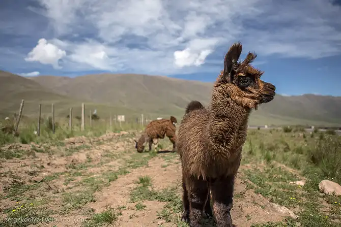 Дакар 2014. Перевал на высоте 3 км