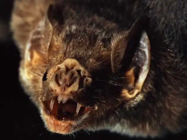 10 страшных животных, любителей семейной жизни