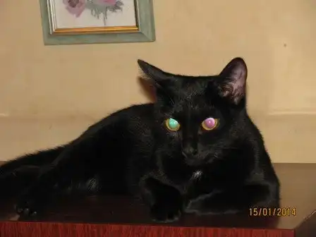 Отдам в хорошие руки кошку Нису