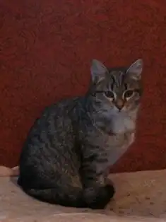 Отдам в хорошие руки котёнка