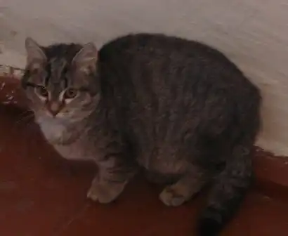 Отдам в хорошие руки котёнка