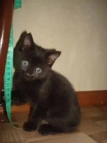 Пушистики ищут дом