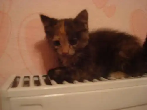 Пушистики ищут дом