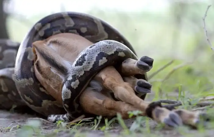 Уникальная возможность питонов, позволяющая им глотать крупную добычу