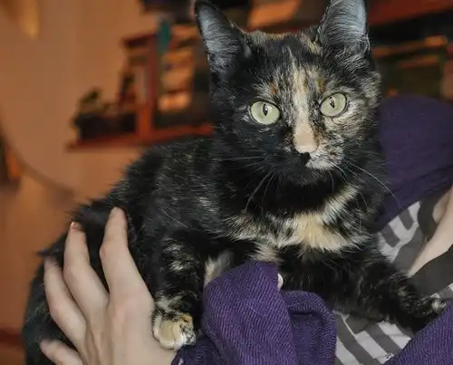 Отдам в хорошие руки кошечку