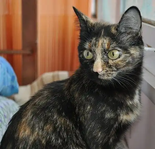 Отдам в хорошие руки кошечку