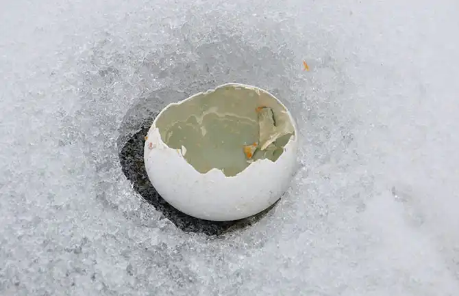 Путешествие в Антарктиду