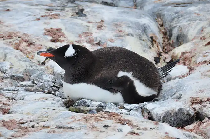 Путешествие в Антарктиду