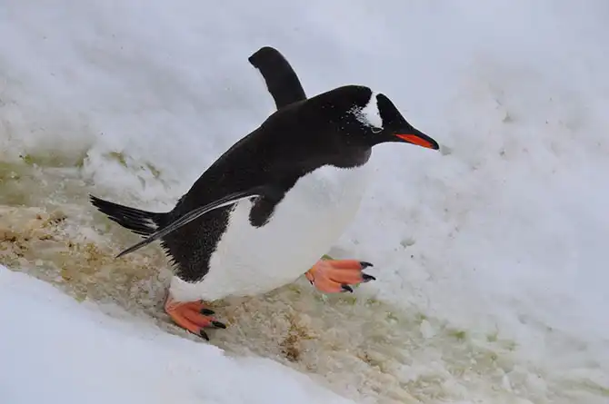 Путешествие в Антарктиду