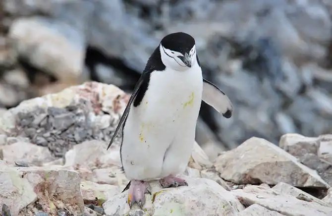 Путешествие в Антарктиду
