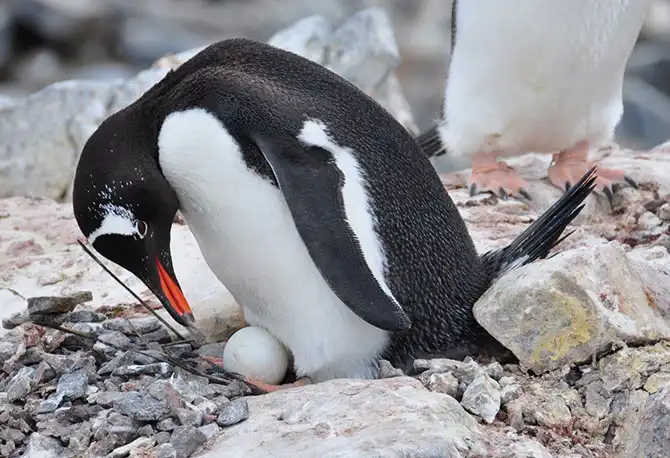 Путешествие в Антарктиду