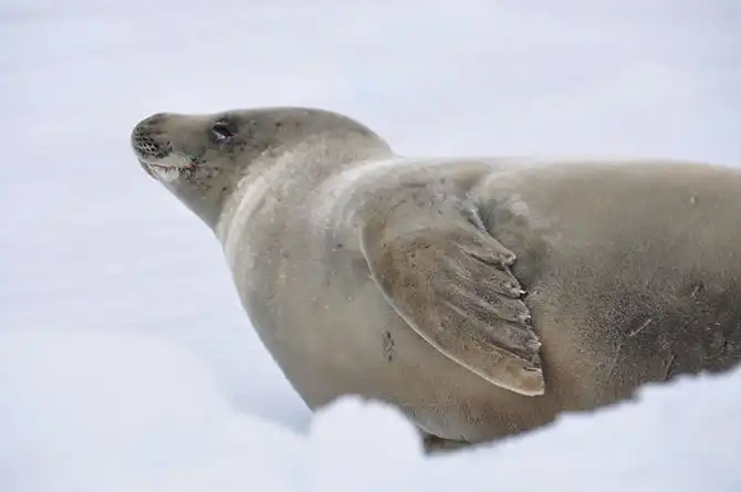 Путешествие в Антарктиду