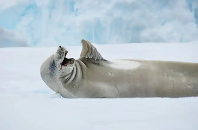 Путешествие в Антарктиду