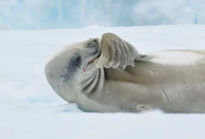 Путешествие в Антарктиду