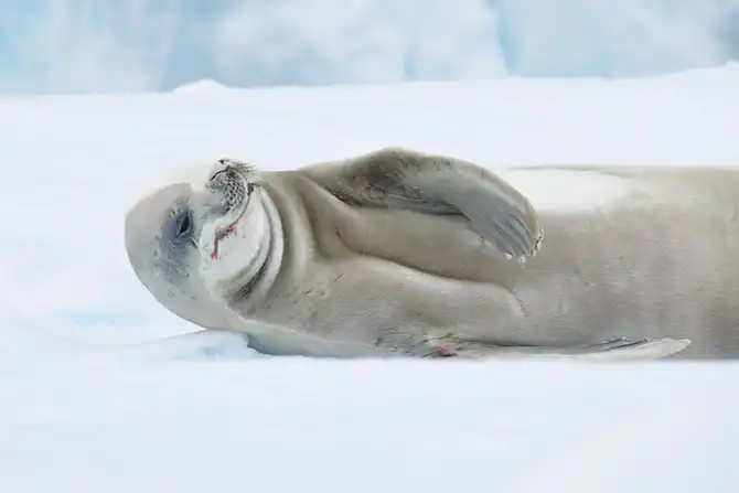 Путешествие в Антарктиду